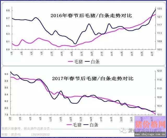 一邊白條掉價，一邊毛豬價格反彈，這是要上演鴻門宴么？