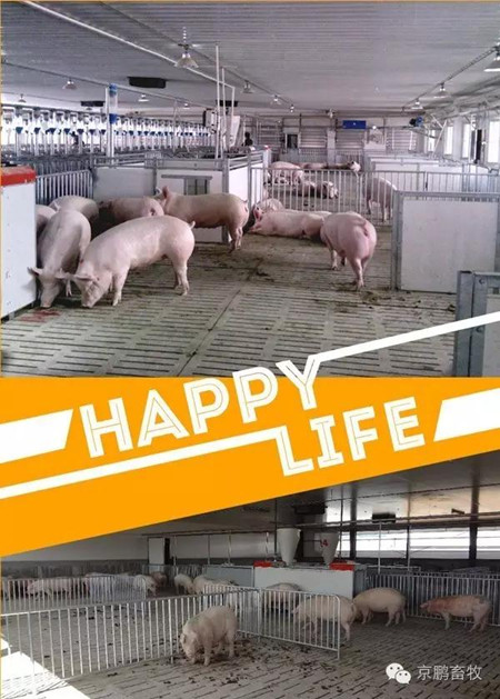 高繼偉：動物福利如何帶來更好的經(jīng)濟效益和更大附加值