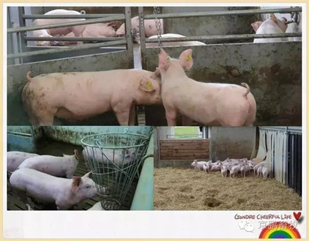 高繼偉：動物福利如何帶來更好的經(jīng)濟效益和更大附加值