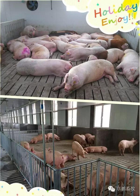 高繼偉：動物福利如何帶來更好的經(jīng)濟效益和更大附加值