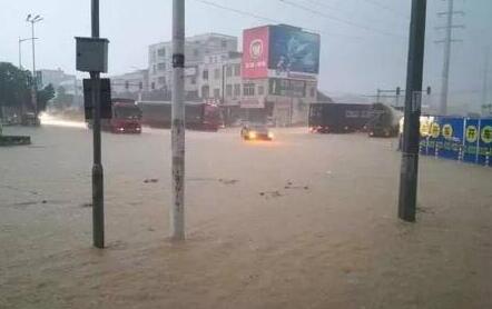 廣州突降特大暴雨：市民客廳養(yǎng)魚 生豬街頭游泳