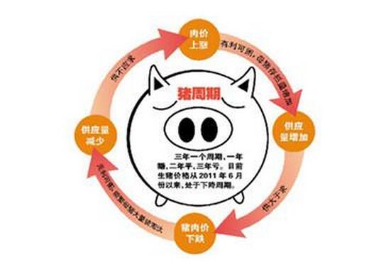 “豬周期”大起大落 養(yǎng)殖戶苦不堪言 揚(yáng)言要離開養(yǎng)豬