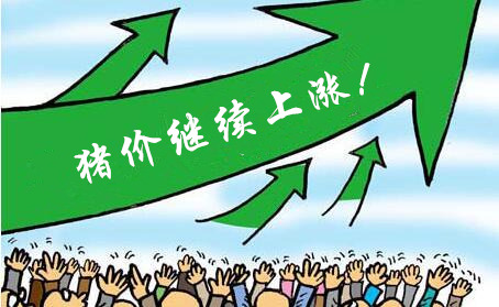 “貼秋膘”助漲豬價(jià)，漲幅接近一塊，下周將下跌？